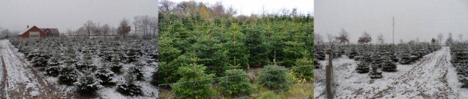 Holst Trees -  Juletrer